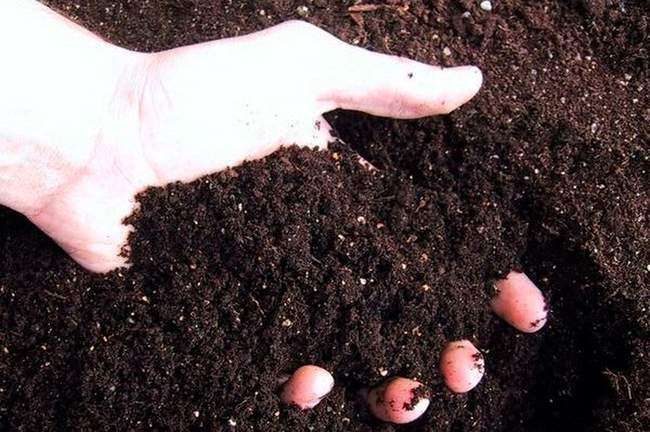 Как вырастить жимолость на садовом участке: удобрение-перегной