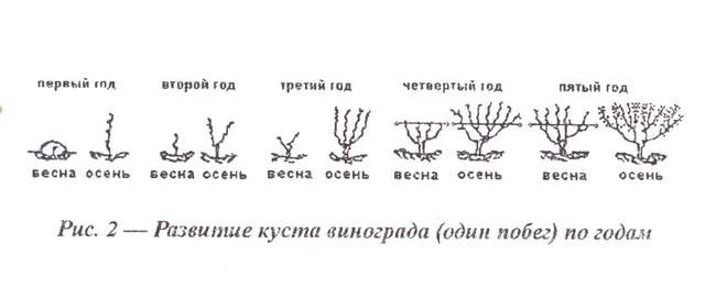Развитие куста винограда по годам
