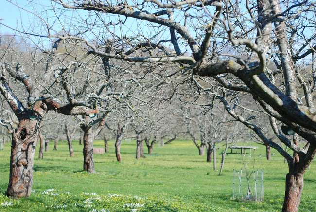 Уход за яблоней весной в Апреле