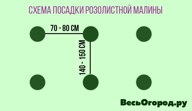 Схема посадки розолистной малины