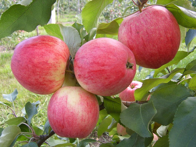 Характеристика плодов яблони медуница