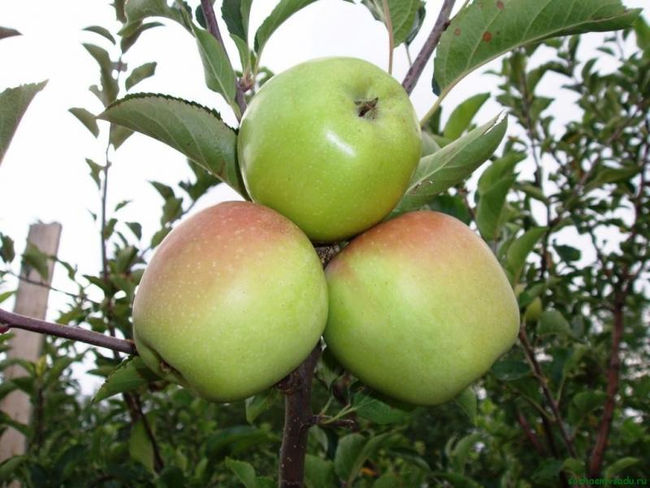 Характеристика плодов колоновидной яблони Президент