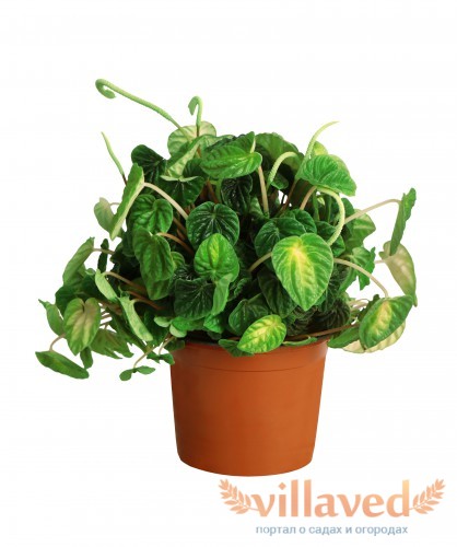 Peperomia caperata