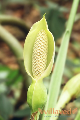 Бутон цветка напоминает кукурузный плод