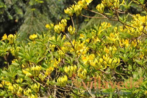 Yellow Rhododendron