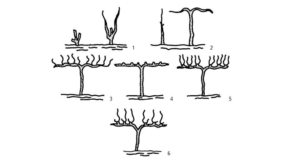 Формировка на штамбе: 1 – куст весной и осенью первого года вегетации; 2 – куст весной и осенью второго года вегетации; 3 – куст осенью третьего года вегетации; 4 – куст весной четвертого года вегетации; 5 – куст осенью четвертого года вегетации; 6 – куст весной пятого года вегетации.