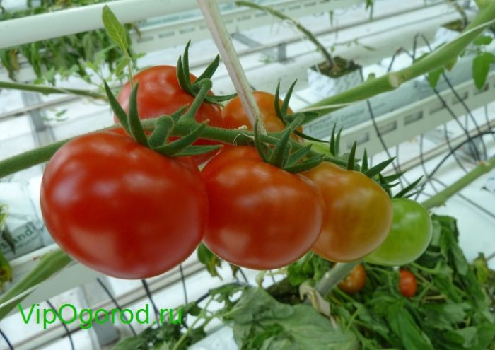 обработка томатов от вредителей и болезней