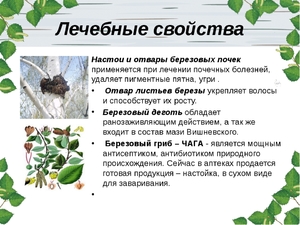 Как использовать настойку из листьев