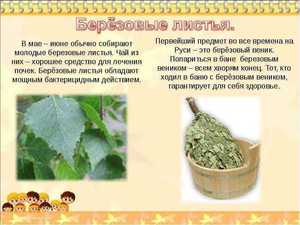 Польза березовых листьев