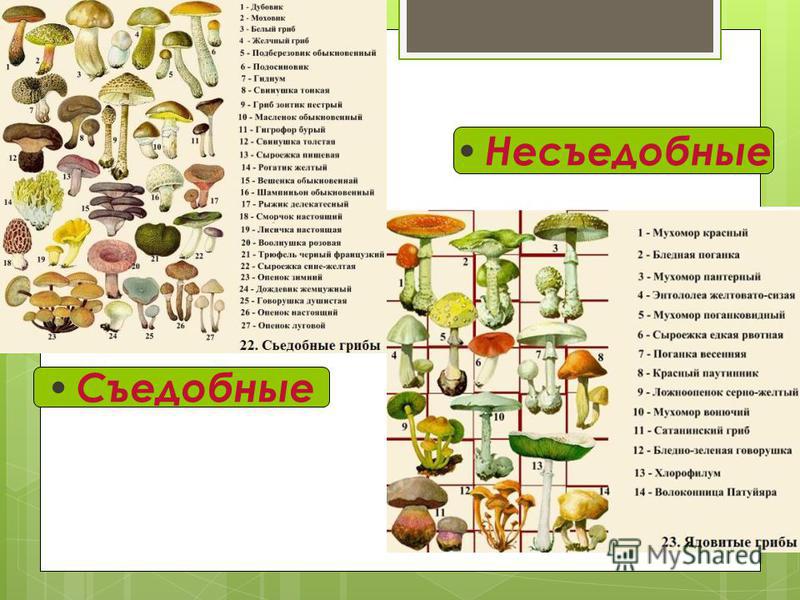 Выписать грибы. Таблица съедобных и несъедобных грибов. Таблица съедобных грибов и несъедобных грибов. Съедобные и несъедобные грибы таблица. Таблица седобные и не седобные грибы.