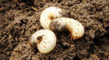 Биощит от личинки майского жука отзывы