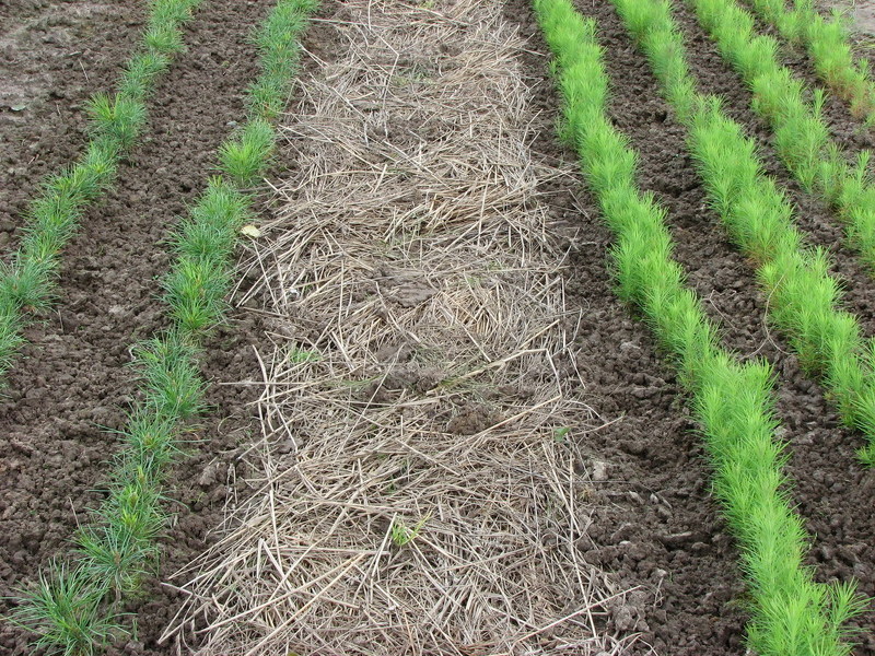 Использование скошенной травы для мульчирования грядок