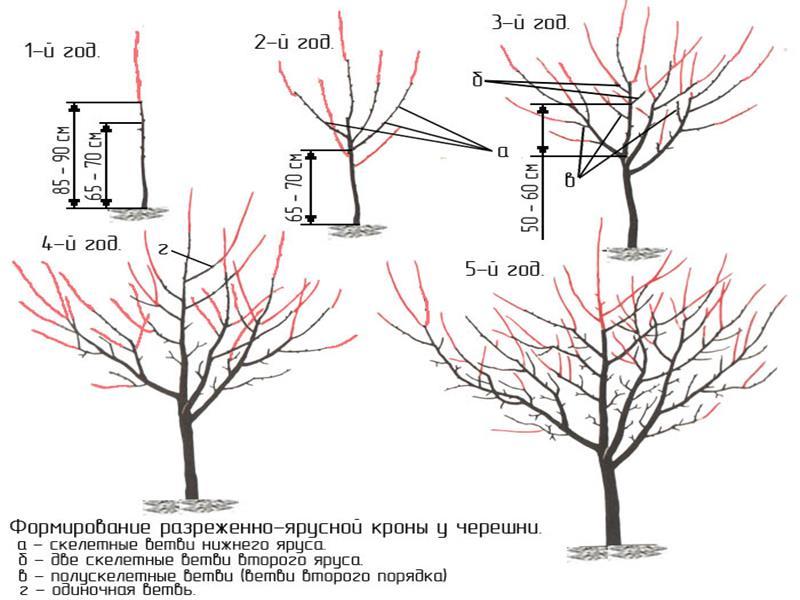 Схема поэтапной обрезки черешни