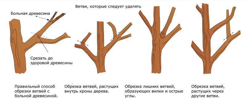 Обрезка ветвей черешни