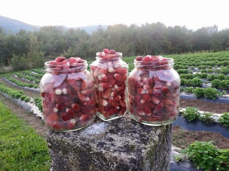 Осенний урожай альпийской земляники