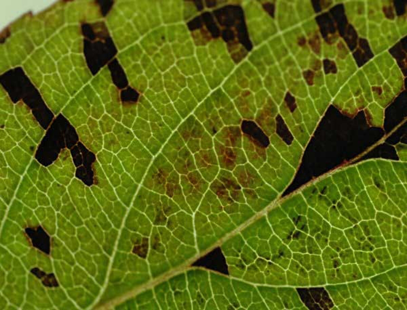 Признаки проявления листовой нематоды