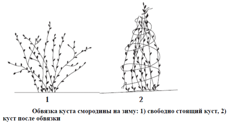 Схема обвязки куста смородины на зиму