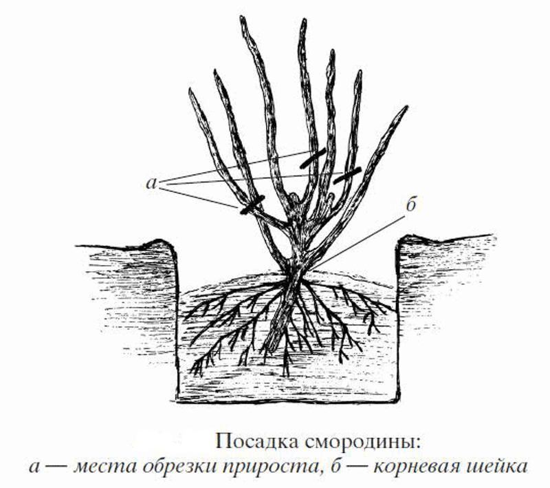 Схема посадки саженца смородины