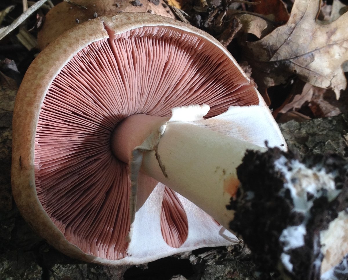 Шампиньон лесной - Agaricus sylvaticus