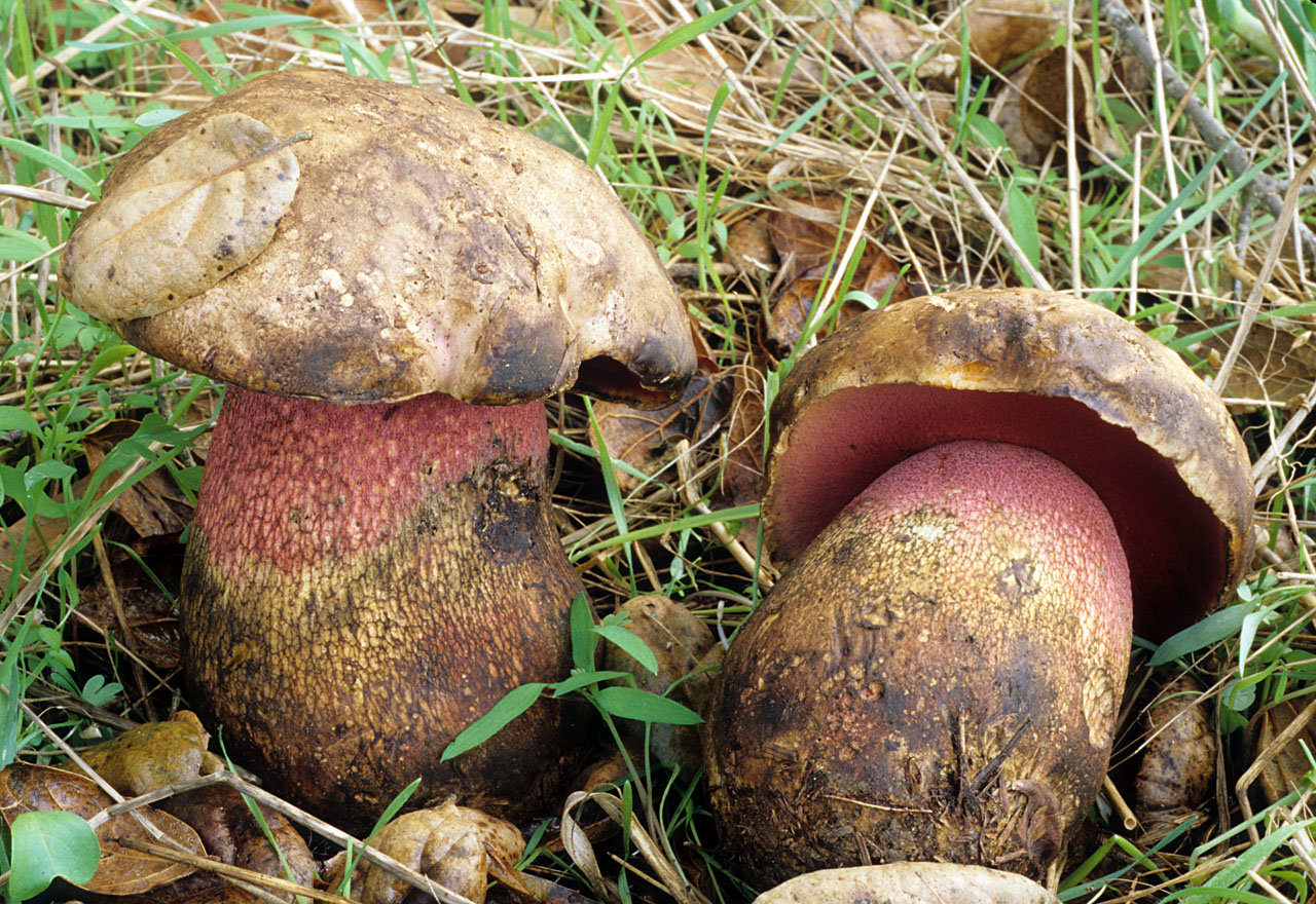 Boletus pulcherrimus