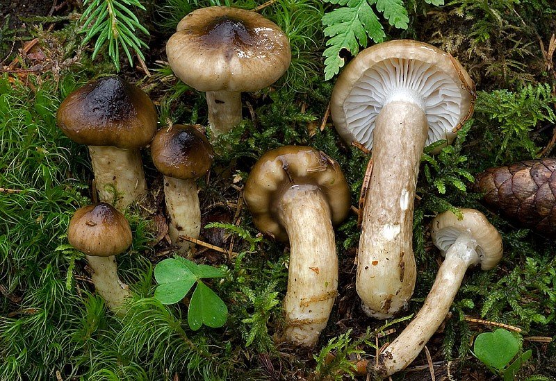 Черноголовик (Hygrophorus olivaceoalbus)