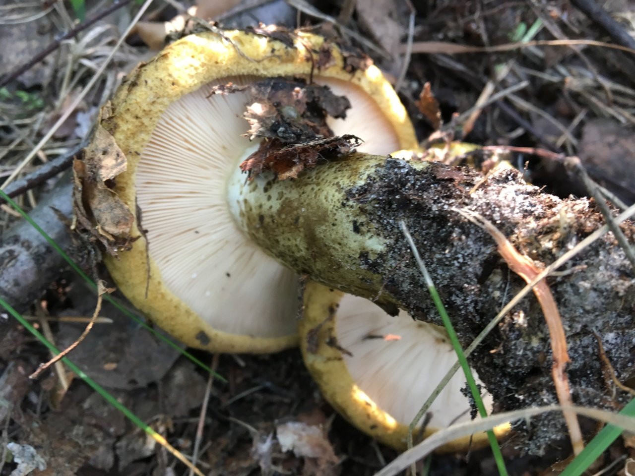 Чёрный груздь (Lactarius necator)