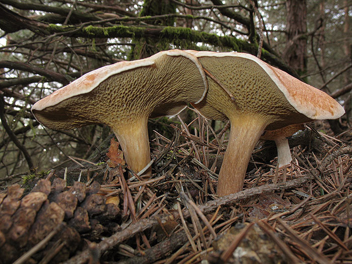 Козляк (Suillus bovinus)