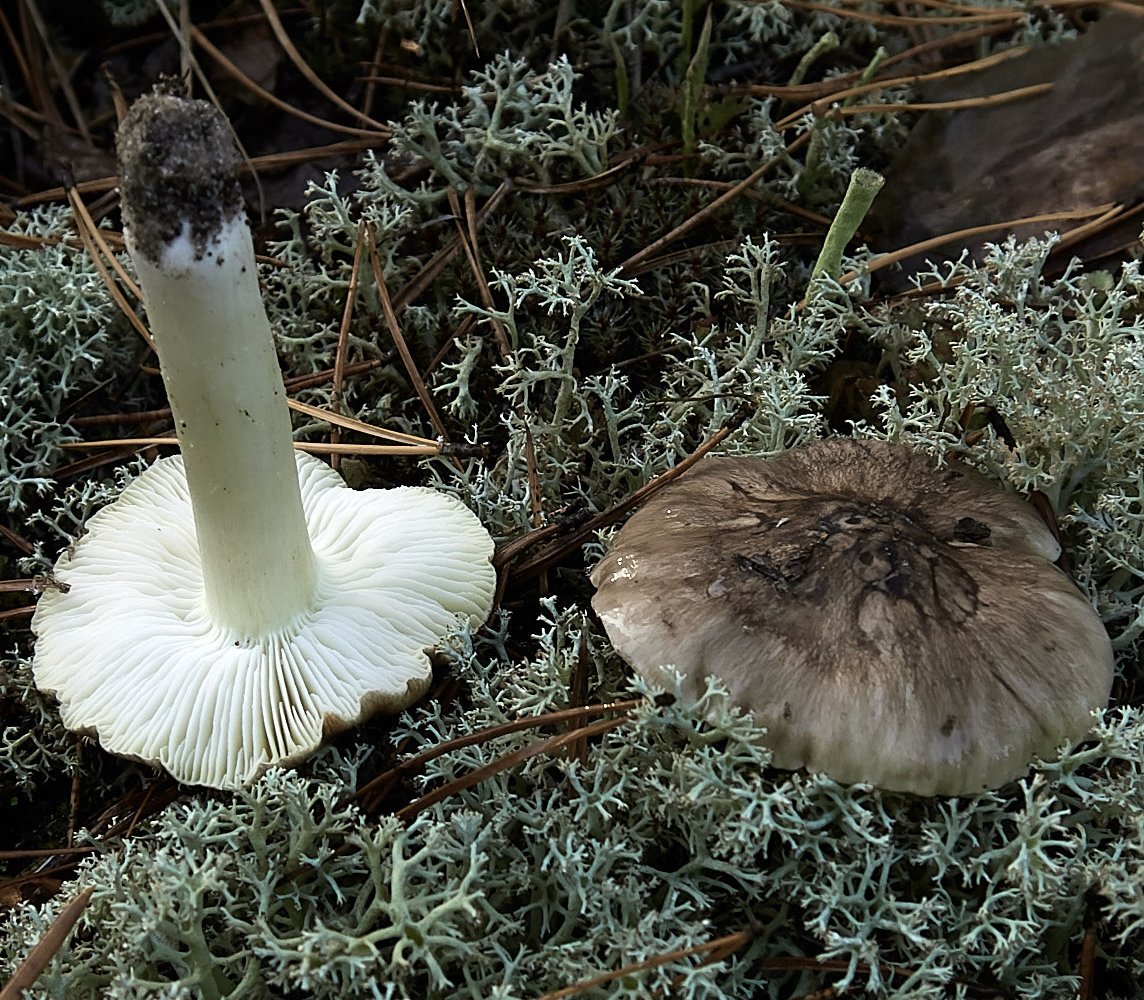 Рядовка серая - Tricholoma portentosum