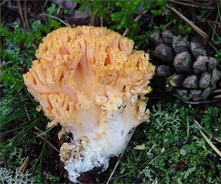 Рамария жёлтая (Ramaria flava)