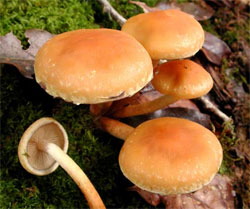 Гифолома маковая, охряно-оранжевая (Hypholoma capnoides)