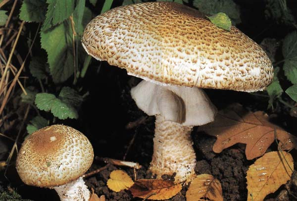 Шампиньон августовский Agaricus augustus