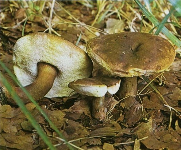 Заячий гриб (Gyroporus castaneus)