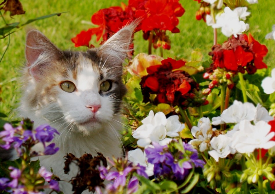 Ядовитые растения для кошек на улице фото