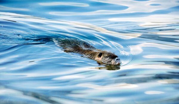 Фото: Водяная полевка в воде