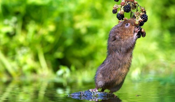 Фото: Мышь водяная полевка