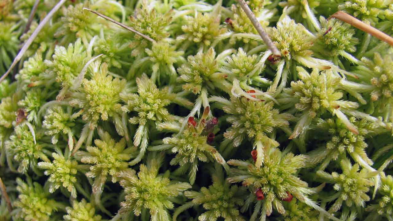 art-sphagnum-03.jpg