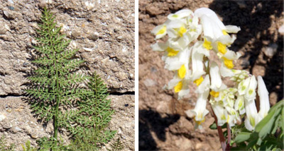 Leaves of C. cheilanthifolia (L) and flowers of C. ochroleuca (R).