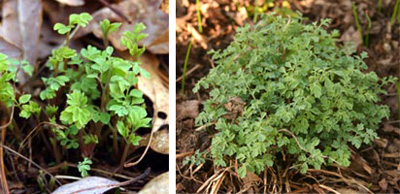 The finely cut foliage emerging in spring (L) and a young plant (R).