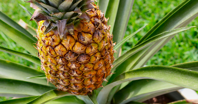 Как вырастить ананас - тропическая экзотика в домашних условиях