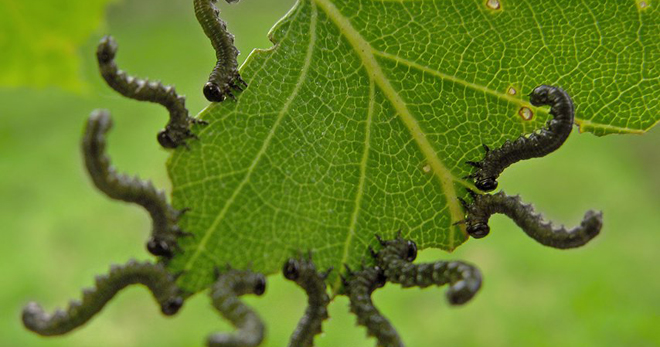 Гусеницы на крыжовнике объели листья, как бороться - лучшие методы и средства