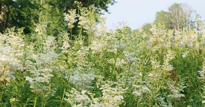 Трава лабазник – лечебные свойства таволги и 9 эффективных рецептов