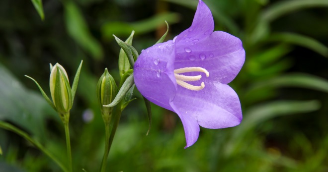 Цветок колокольчик – как выглядит растение, каких цветов бывает, особенности разных видов