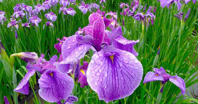 Цветок ирис – как выглядит, каких бывает окрасов, основные виды, особенности посадки и ухода