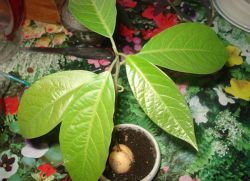 как растет авокадо в домашних условиях
