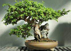 как вырастить дерево бонсай