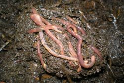 Известкование почвы действие на червей