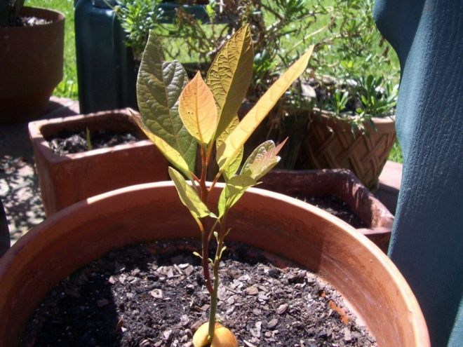 как прорастает косточка авокадо