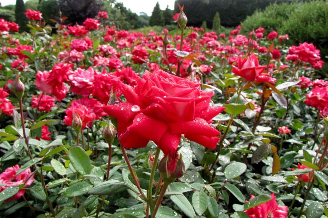 кустовые розы Грандифлора