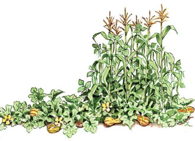 Посадка кукурузы с тыквой в открытый грунт