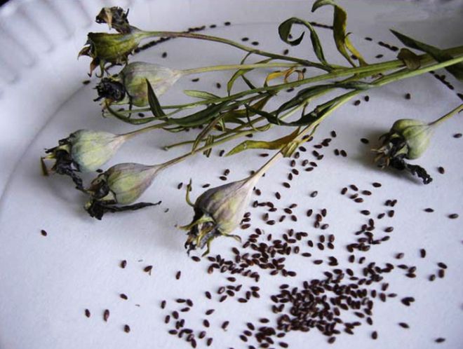 платикодон выращивание из семян